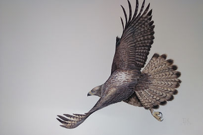 águila_perdicera_volando.105X160.jpg
