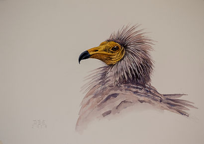 Cabeza de alimoche.35X49,3.jpg