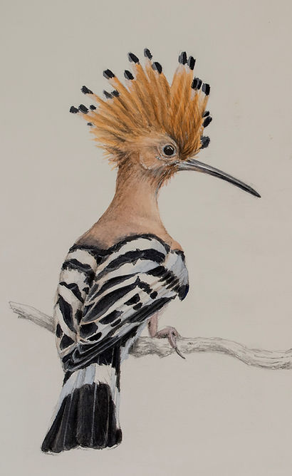 abubilla.38X25.jpg