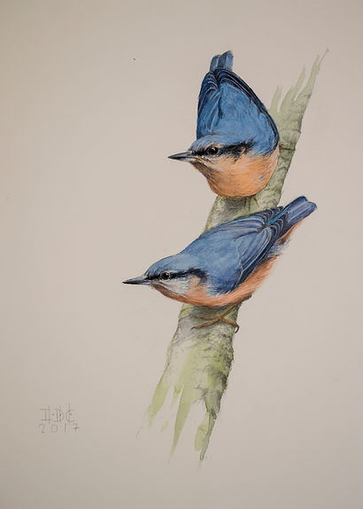 trepadores azules.47,5X35.jpg