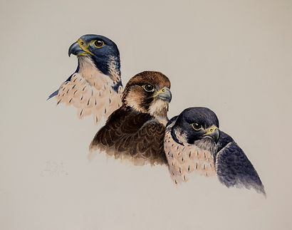 estudio_de_cabezas_de_halcón_peregrino.
