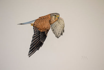 cernÃcalo_macho_volando.49x70..jpg