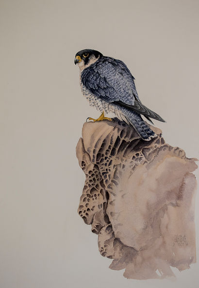 halcón_peregrino_posado.70X50.jpg