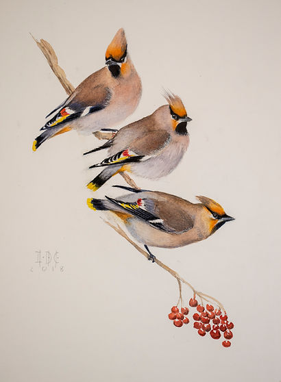 ampelis europeo.47,5X35.jpg
