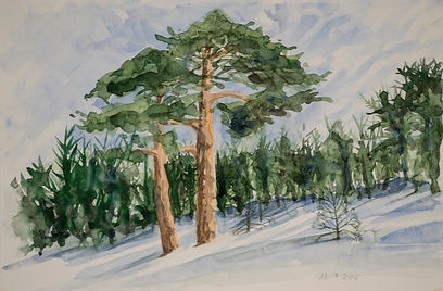 pinos en el Guadarrama.32X48.jpg