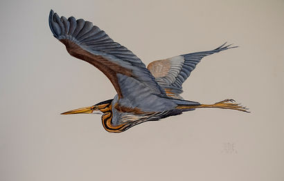 garza imperial volando.70X100.jpg