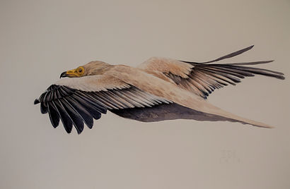 Alimoche volando.70X100.jpg