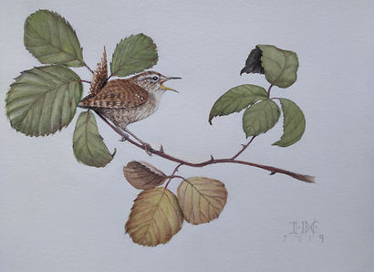 chochÃn_cantando.35X49.jpg