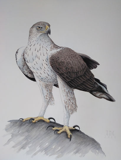 águila_perdicera_adulto._88X70.jpg