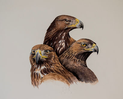 estudio_de_cabezas_de_águila__real.__50
