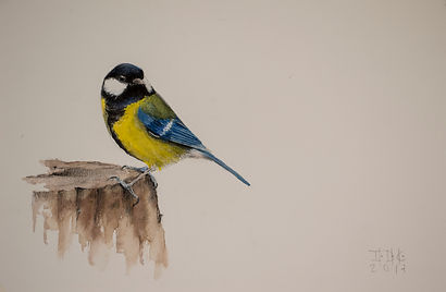 carbonero_común_sobre_tocón.26X39.jpg