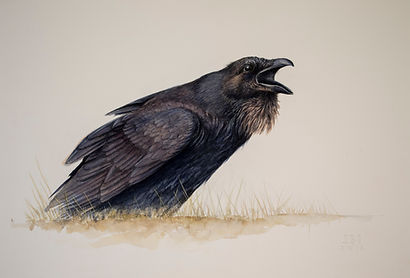 cuervo.50X70.jpg
