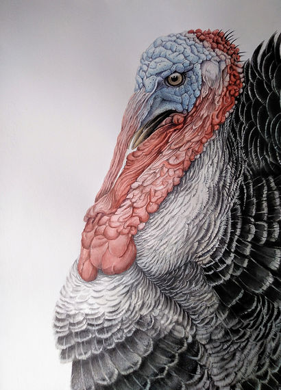 PAVAZO.70X50.jpg