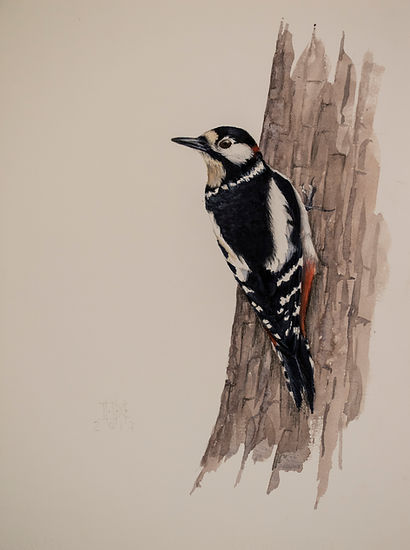 pico picapinos. 47,5X35.jpg