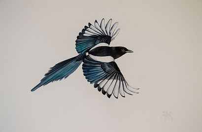 Urraca. 43X58.jpg