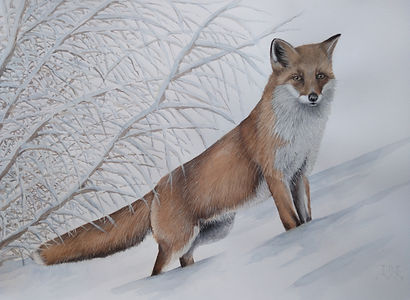 zorro en la nive.70X100.jpg