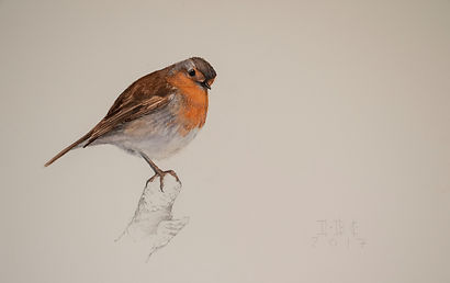 petirrojo.32X44,5.jpg