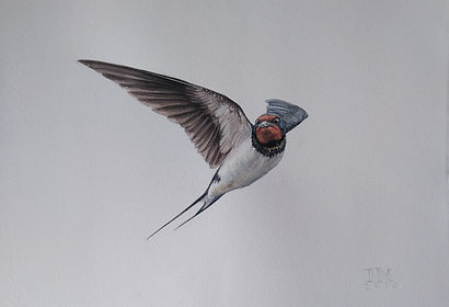 golondrina volando.35X50.jpg