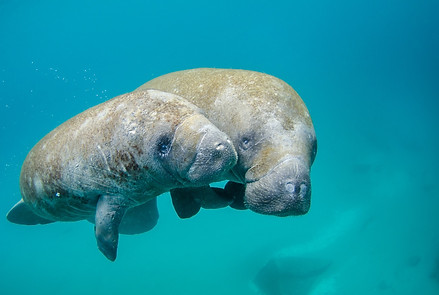 Mother manatee and calf swimming out of