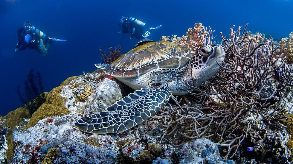 tortoise-5029662_1280.jpg