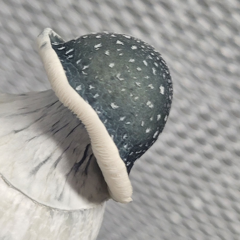 Thumbnail: Black Cap APE #1 Swabs