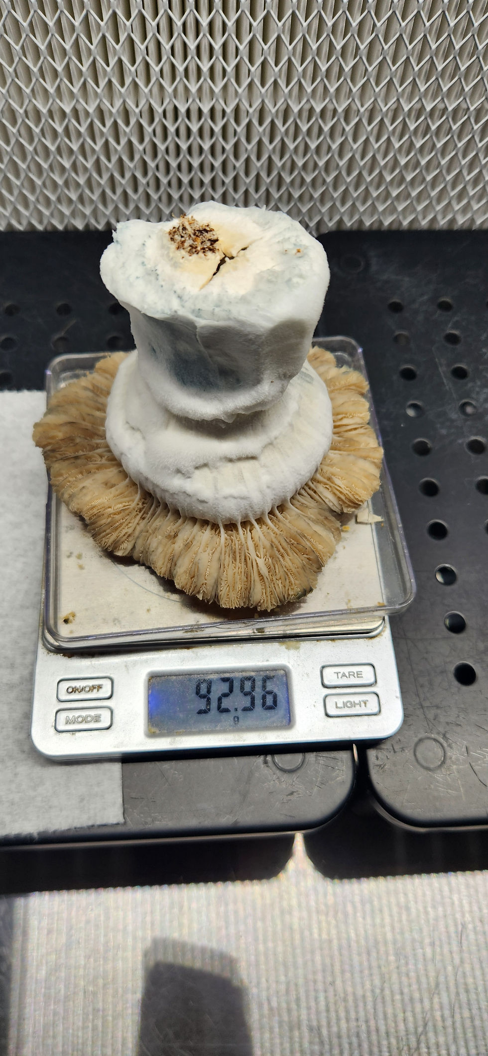 Thumbnail: Toque Swabs-Vials-Plates