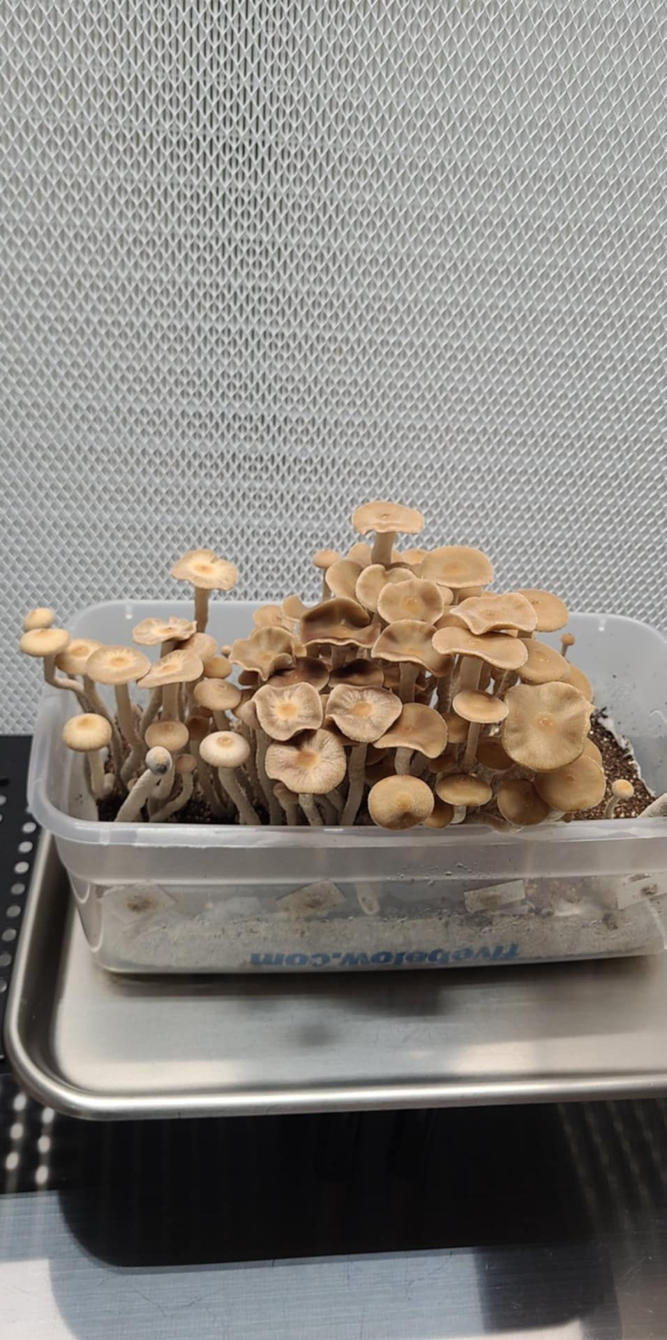 Thumbnail: Psilocybe Zapotecorum Vial