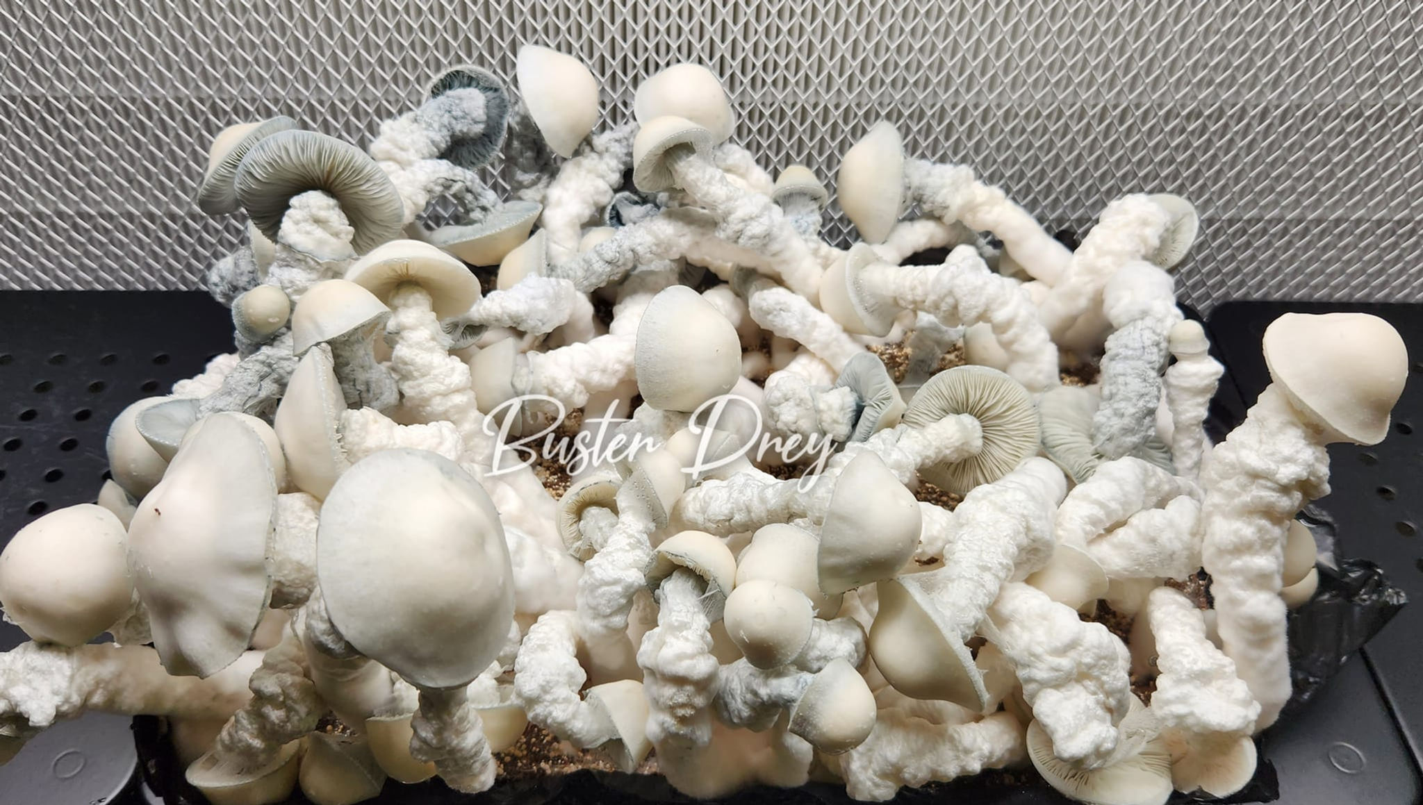 Lucid Gates Swabs-Vials-Plate