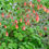 Thumbnail: Columbine (Aquilegia canadensis) 4" Pot