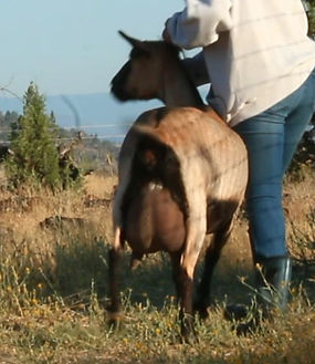 Dixie1 - frame at 0m8s.jpg