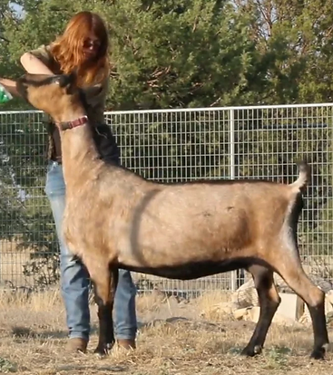 Katrina. Alpine dairy goat doe
