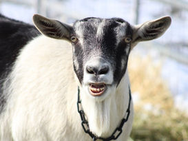 Alpine goat doe face