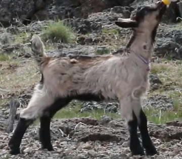 Flying Feets J DixielanDelight. Alpine dairy goat doe kid