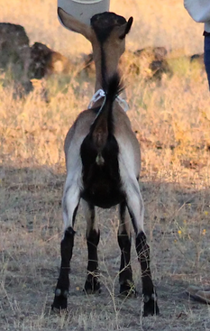 Flying Feets J DixielanDelight rear. Alpine dairy goat doe