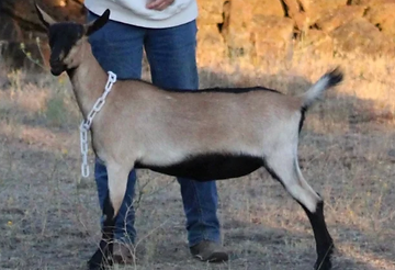 Flying Feets J DixielanDelight. Alpine dairy goat doeling
