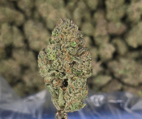 XJ-13 THCA Flower Lbs | Diamond Farms