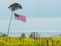 Sonoma Valley Stars & Stripes