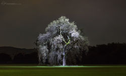 andyberryphoto_oaktree