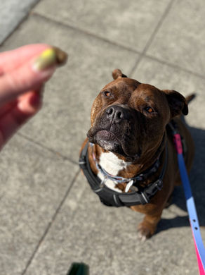 Bella the pitbull sitting and waiting for a treat on a walk