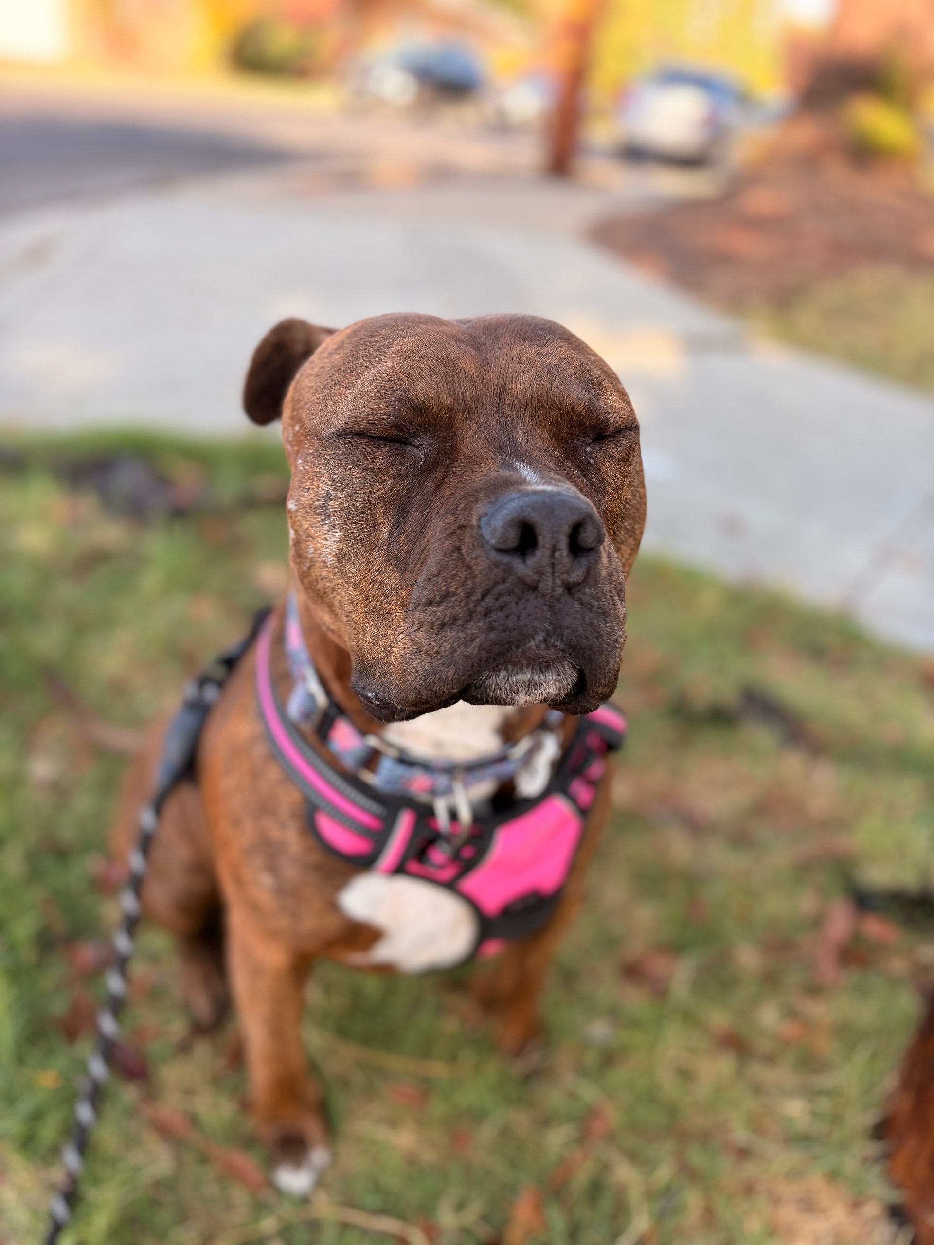 bella the pitbull relaxed and sitting on a recurring weekly walk with the pet bestie