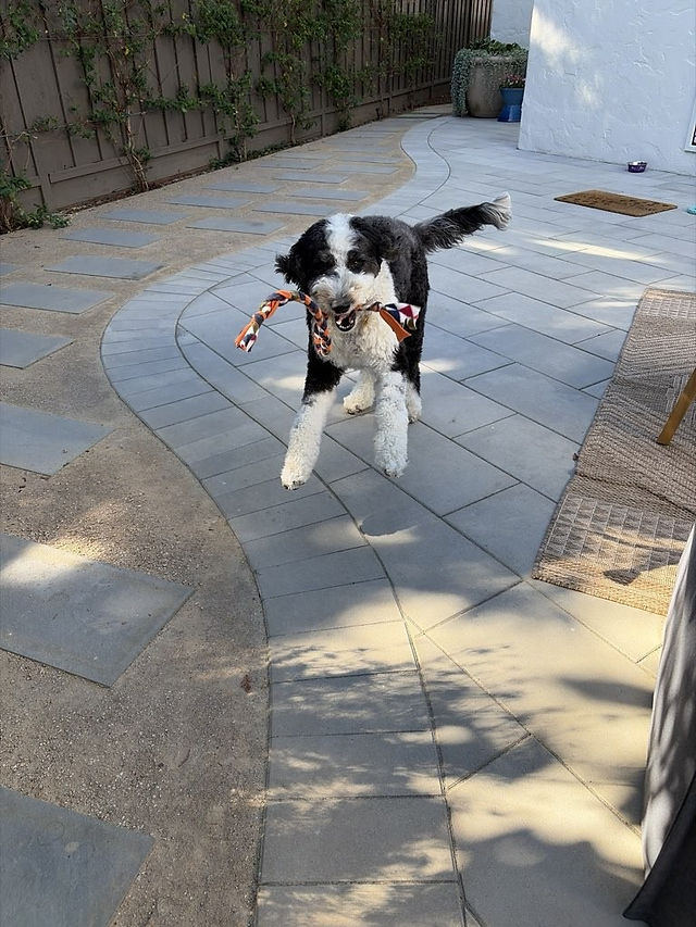 Eloise the dog jumping in the air to play during a visit in redwood city