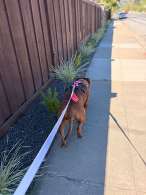 Large brown Pitbull dog on a neighborhood walk with The Pet Bestie in Redwood City