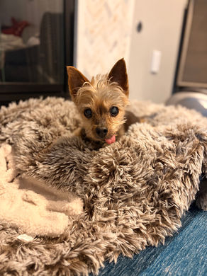 Senior yorkie dog laying in a fluffy bed during a drop-in visit with the pet bestie in redwood city ca