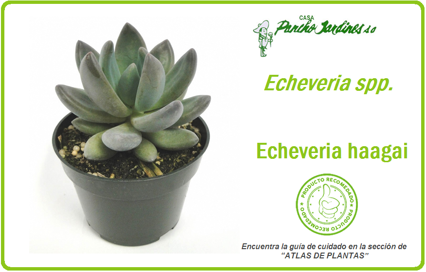 Miniatura: PLANTA ECHEVERIA HAAGAI, MACETA 4" Echeveria spp
