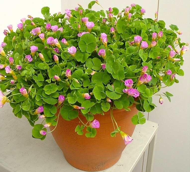 Miniatura: PLANTA ORNAMENTAL TREBOL DE ORNATO EN MACETA DE 5"oxalis depressa