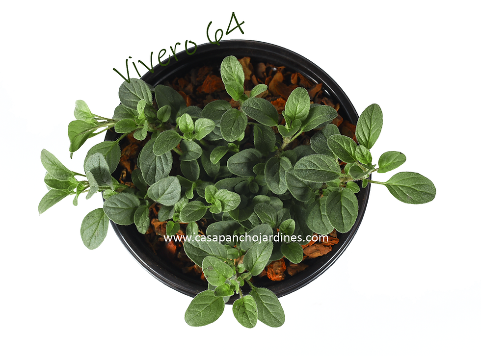 Miniatura: PLANTA DE MENTA ORGANICA (Mentha x piperita) EN MACETA DE 5" CON MULCH