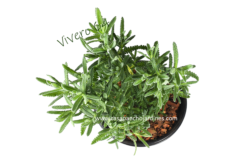 Miniatura: PLANTA DE ROMERO ORGANICO (Rosmarinus officinalis) EN MACETA DE 5" CON MULCH