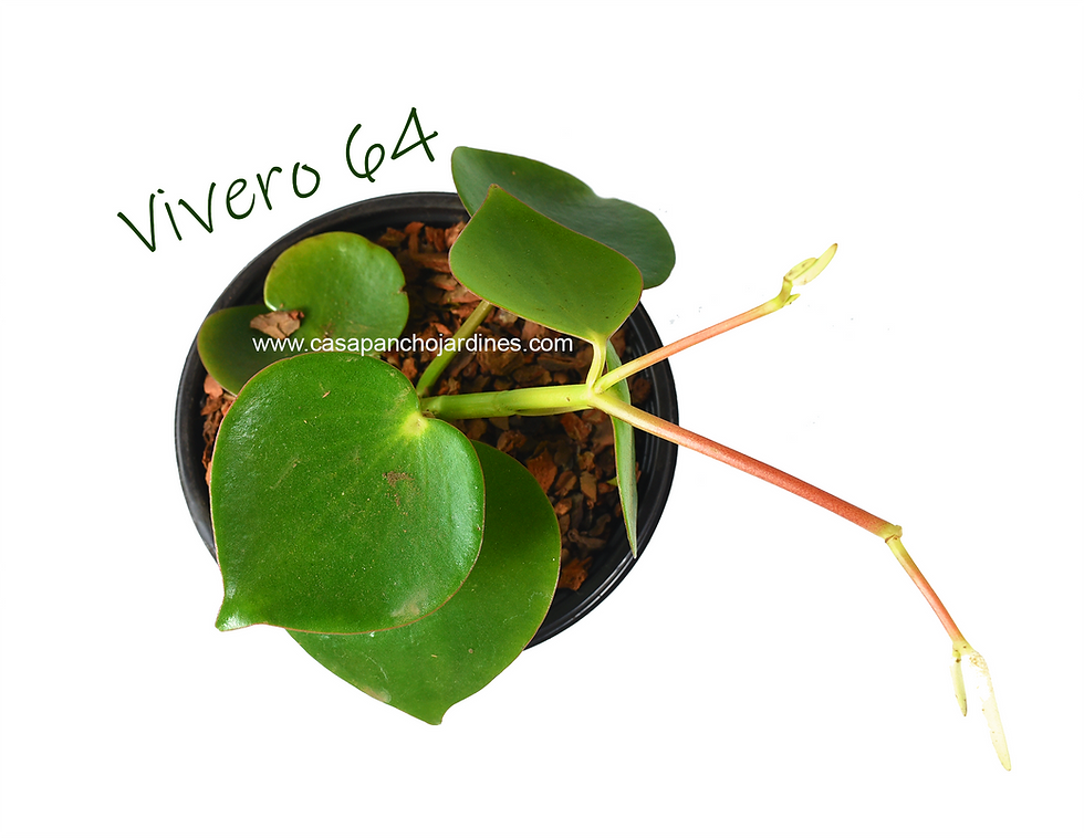 Miniatura: PLANTA PEPEROMIA CORAZON DE MARIA (Peperomia polybotrya) EN MACETA DE 5"