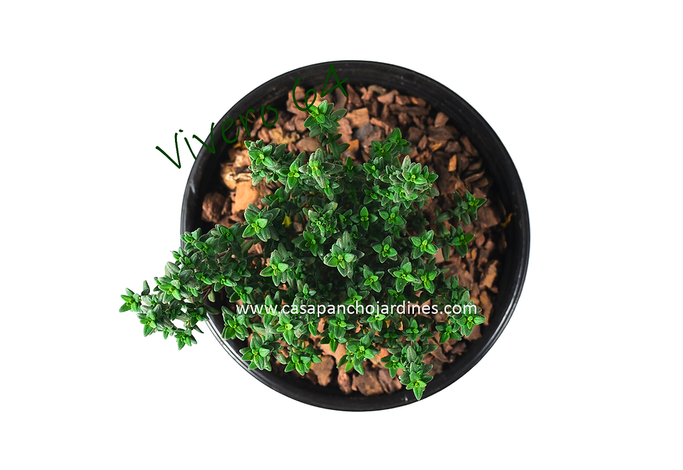 Miniatura: PLANTA DE TOMILLO ORGANICO (Thymus vulgaris) EN MACETA DE 5" CON MULCH
