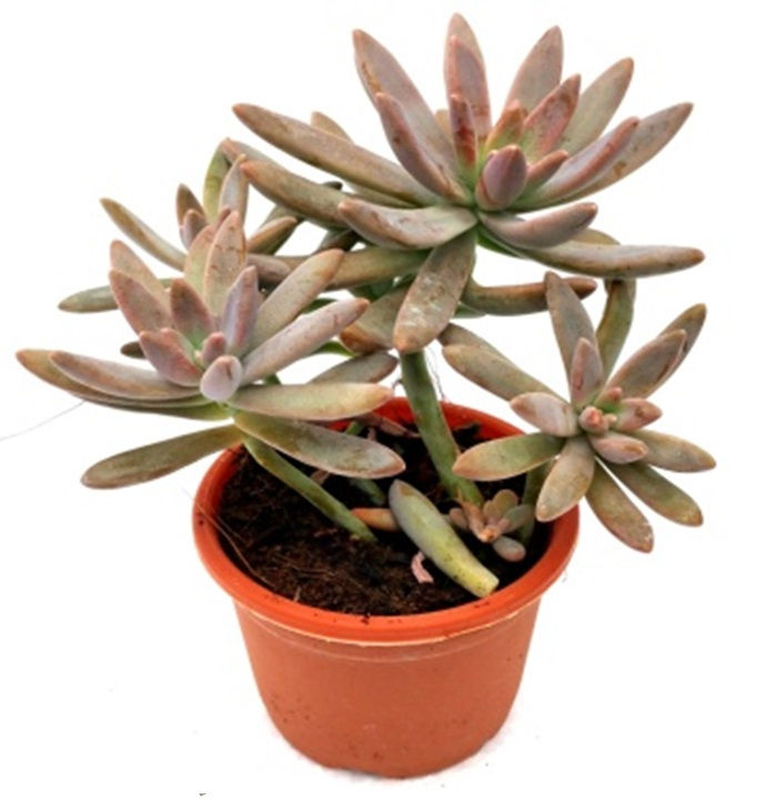 PLANTA GRAPTOSEDUM DARLEY SUNSHINE EN MACETA DE 4"